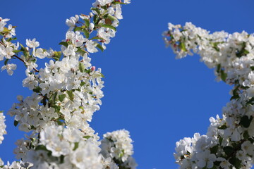 Paradise Apple Tree in full bloom. Extreme nice background photo from Stockholm Sweden
