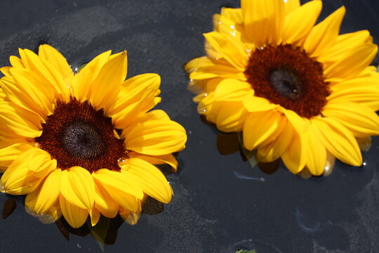 Beautiful photo of Sunflower without a stem floating in a beautiful bowl of water.