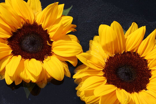 Beautiful photo of Sunflower without a stem floating in a beautiful bowl of water.