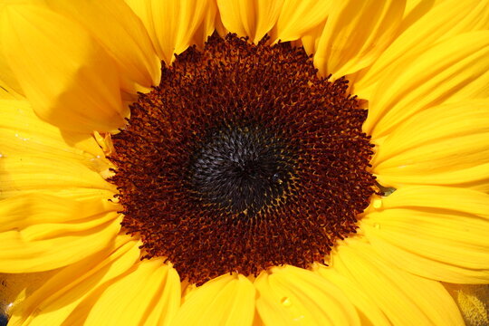 Beautiful photo of Sunflower without a stem floating in a beautiful bowl of water.