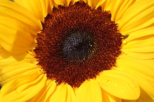Beautiful photo of Sunflower without a stem floating in a beautiful bowl of water.