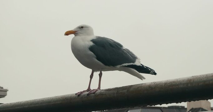 Close-up shot of a big gull staning on a metal pole.