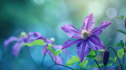 Toxic and Medicinal Properties of Clematis Flowers