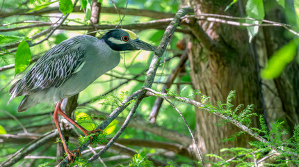 Closeup of a yellow-crowned night heron perched in a tree.