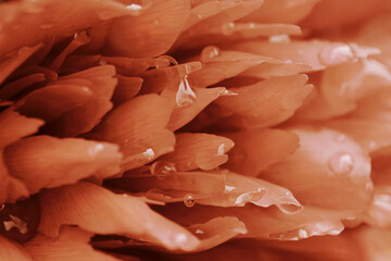 Nahaufnahme von den Blütenblättern einer Pfingstrose mit Regentropen in Peach Fuzz
