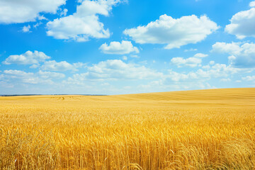 Fototapeta premium fields of golden wheat stretching to the horizon,