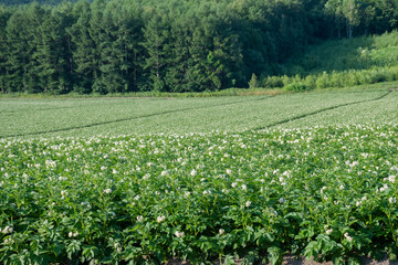花が満開のジャガイモ畑
