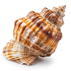 Intricate Textured Seashell With Warm, Natural Tones