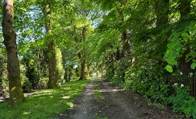 Sunlight filters through the lush green canopy of trees lining a tranquil dirt path. Shadows dapple the ground, creating a serene ambiance in Helmshore, UK