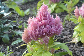 Pink silvers cock's comp