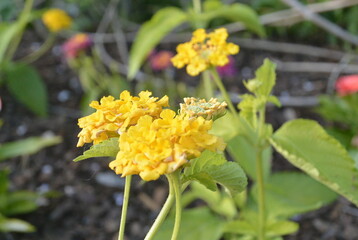 Yellow lantana flower