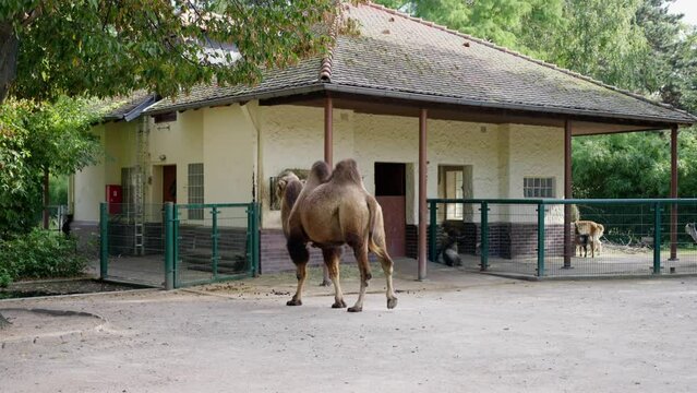  Frankfurt Zoo. Camel in front of zoo building with other animals in rural area. Slow motion