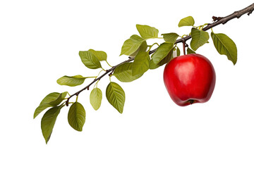 red apple on branch