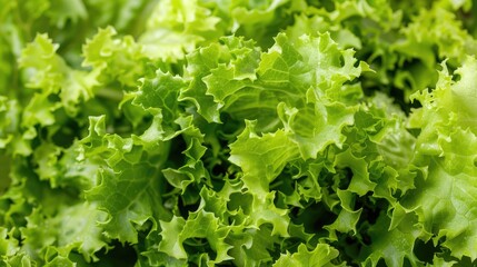 Close up of crisp lettuce leaves