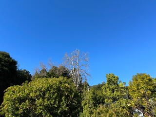 Obraz premium trees (treetop canopy) against a bright blue sky