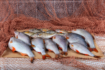 Freshwater fish carp are sold at the fishmonger's stall. Raw Greas carp fish on the market stall....