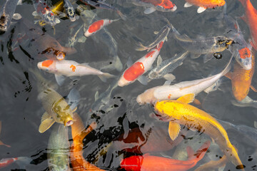 Various cool colored koi fish in the pond