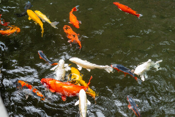 Various cool colored koi fish in the pond