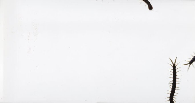  Close up of centipede isolated on a white background.
