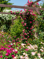 満開に花が咲く薔薇園の風景