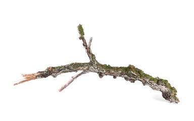 Dry tree branch with moss isolated on white