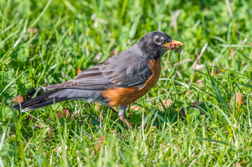 Closeup of an American robin with a worm in its beak.