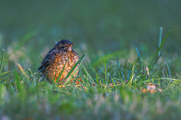 Closeup of a baby American robin.