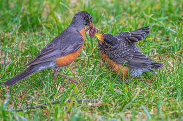 American robin feeding its baby worms.