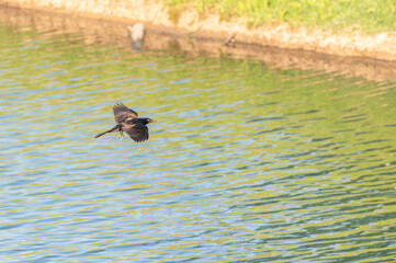 Common grackle in flight.