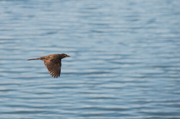 Common grackle in flight.