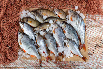 Freshwater fish carp are sold at the fishmonger's stall. Raw Greas carp fish on the market stall....