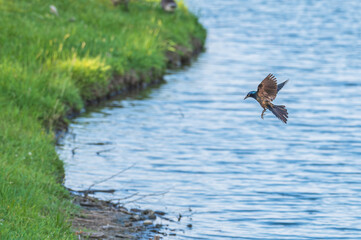 Common grackle in flight.