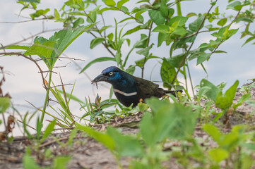 Closeup of a common grackle and its iridescent feathers.