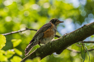 Closeup of a common grackle and its iridescent feathers.