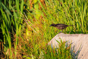 Closeup of a common grackle and its iridescent feathers.