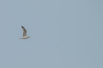 Closeup of a ring-billed gull in flight.