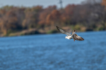 Closeup of a ring-billed gull in flight.