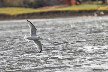 Closeup of a ring-billed gull in flight.