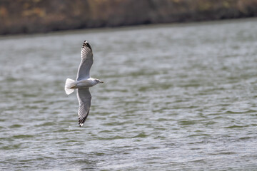 Closeup of a ring-billed gull in flight.
