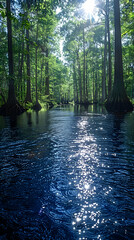 A panoramic view of a nature swamp, the vast expanse of water and trees creating a serene atmosphere