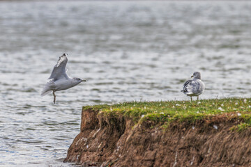 Closeup of a ring-billed gull in flight.