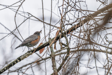 Closeup of an American robin.