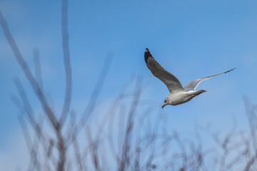 Closeup of a ring-billed gull in flight.