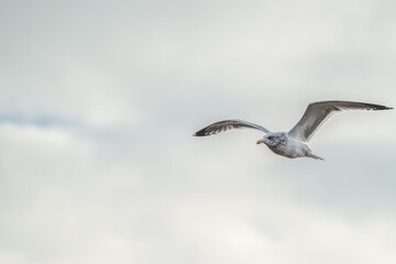 Closeup of a ring-billed gull in flight.