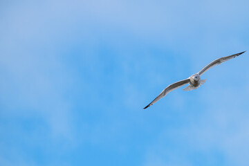Ring-billed gull in flight.
