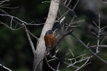 Closeup of an American robin.