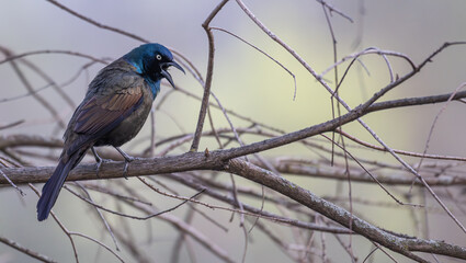 Closeup of a common grackle and its iridescent feathers.