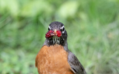Closeup of an American robin.