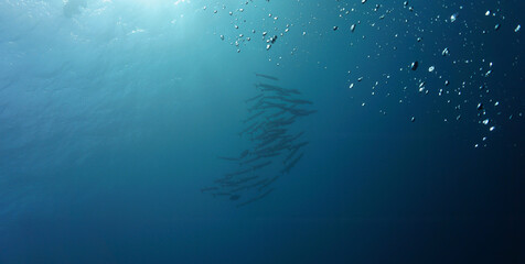 Underwater photo of school of barracuda fish in rays of sunlight. Scuba dive from the shipwreck USS Liberty in Tulamben, Bali, Indonesia.