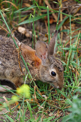 Rabbit